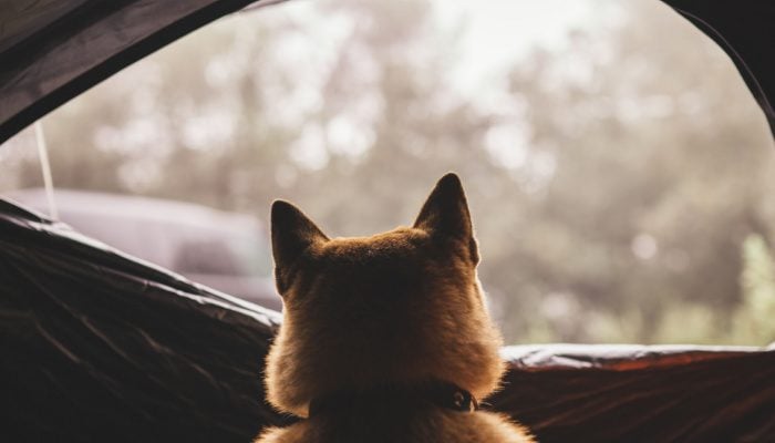 Dogecoin bedenker: ‘’ik heb DOGE in een paar uur gecreëerd’’