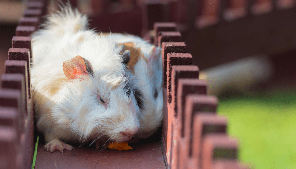 Met crypto wedden op hamsterraces? Nu kan het