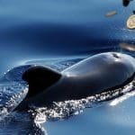 bitcoin_whale_verplaatst_ruim_214_miljoen_dollar_aan_bitcoin_voor_slechts_4_dollar_aan_transactiekosten