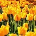 nederland_op_tweede_plek_in_top_5_google_trends_voor_zoekterm_bitcoin