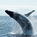 3e grootste whale koopt $137 miljoen aan bitcoin na crash