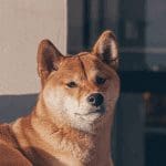 BitPay voegt shiba inu toe, reactie koers blijft uit