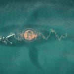 Derde grootste bitcoin whale koopt weer €18,6 miljoen BTC