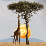 Bitcoin (BTC) peer-to-peer handelsvolume in Afrika bereikt record in aanloop naar halving