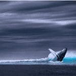 Bitcoin (BTC) whale Joe007 over DeFi: 'Het is ponzifraude'