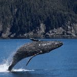 Bitcoin whale kocht tot nu toe 8.000 BTC tijdens dip!