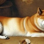 Timo’s take: Nieuwe Dogecoin concurrent Bonk symptoom van hebzucht in crypto