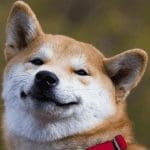 Shiba Inu transacties op historisch dieptepunt, interesse blijft dalen