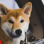 Shiba Inu (SHIB) de hardste stijger door deze tweet