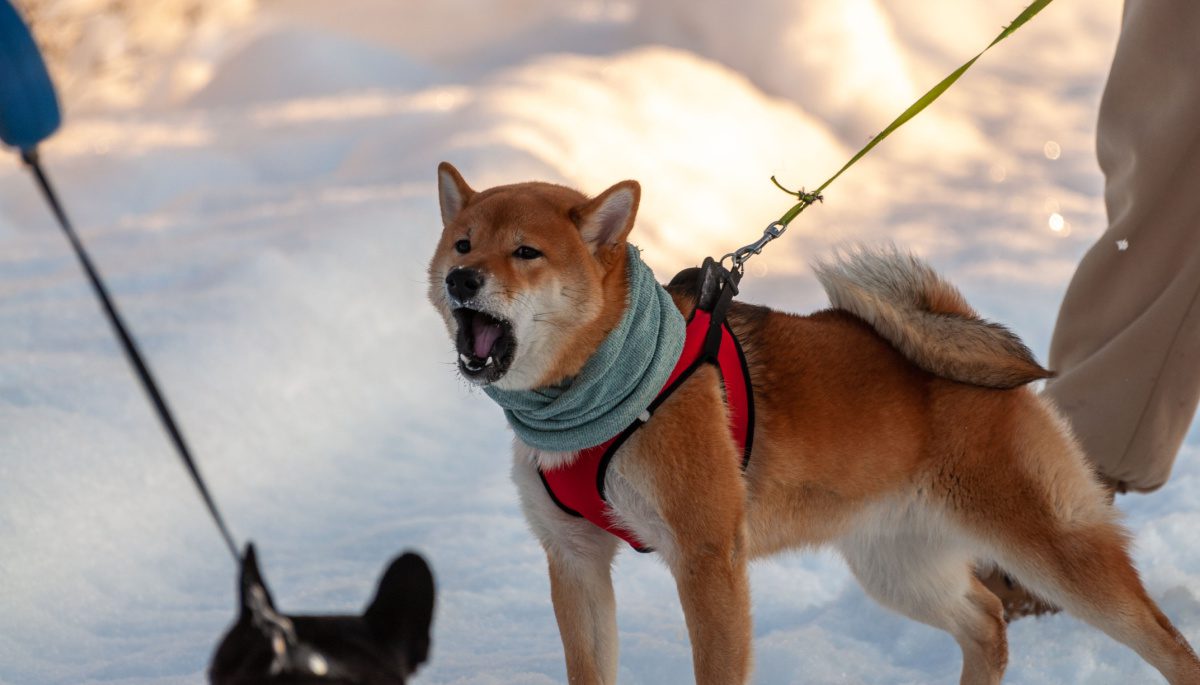 Schrikbarend percentage Shiba Inu bezitters staat momenteel op verlies