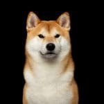 Shiba-inu-shibarium-koers