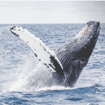 Whale Alert Transactie van 60 miljoen XRP vanaf Bithumb