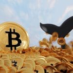 Bitcoin whales kopen weer na prijs dip, aldus on-chain analist