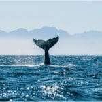 Cardano whales kopen ADA en vergroten bezit met 50%