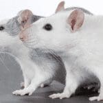 Crypto gokgekte laait op: Na hamsters ook slakken, konijnen en ratten