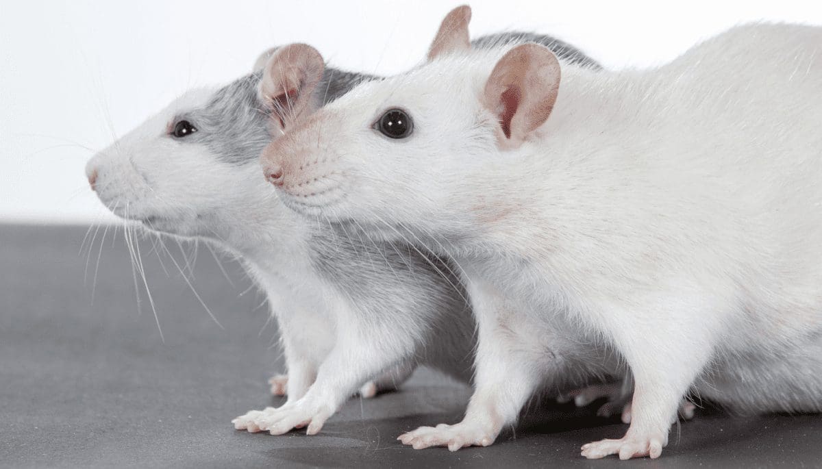 Crypto gokgekte laait op: Na hamsters ook slakken, konijnen en ratten