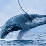 Bitcoin whales slaan in: grote beurs ziet laagste voorraad in 9 jaar