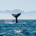 Bitcoin whales ontwaken plotseling, ook grote cardano wallets actiever