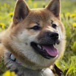 Dogecoin adoptie bereikt grote mijlpaal, maar niet zonder zorgen