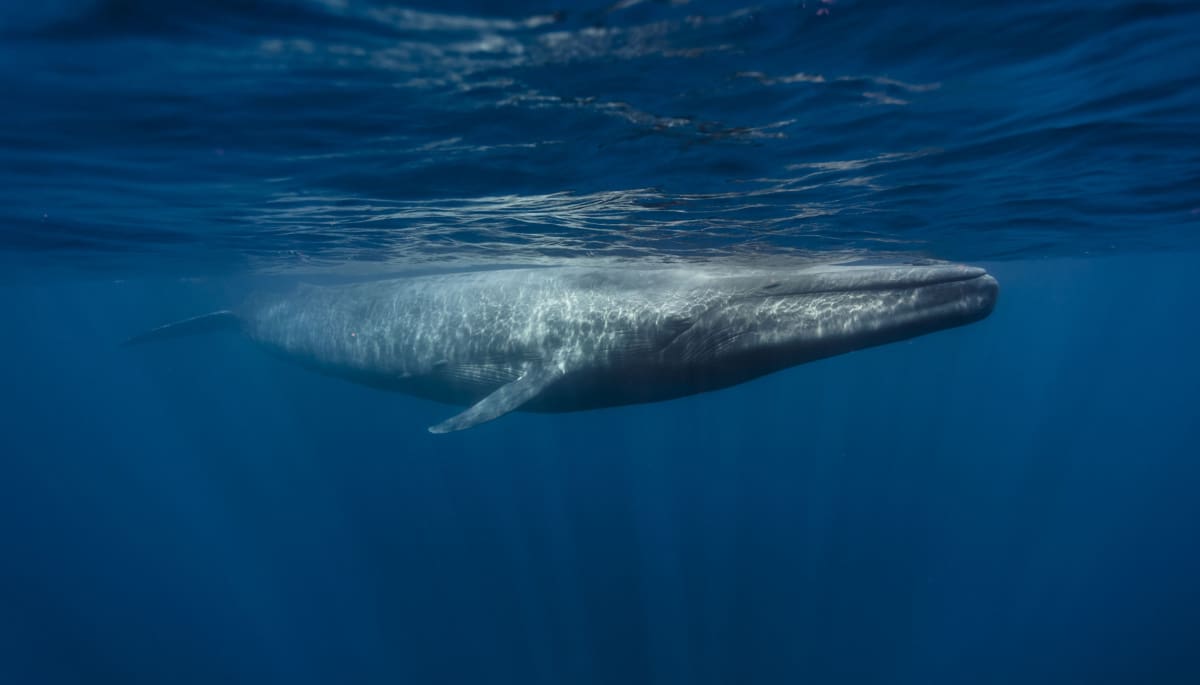Mysterieuze crypto whale koopt €77 miljoen aan grote altcoin