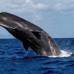 Bitcoin whales vergroten hun dominantie met opvallende groei