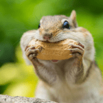 Waarom stijgt Peanut the Squirrel met 1600% in een week?