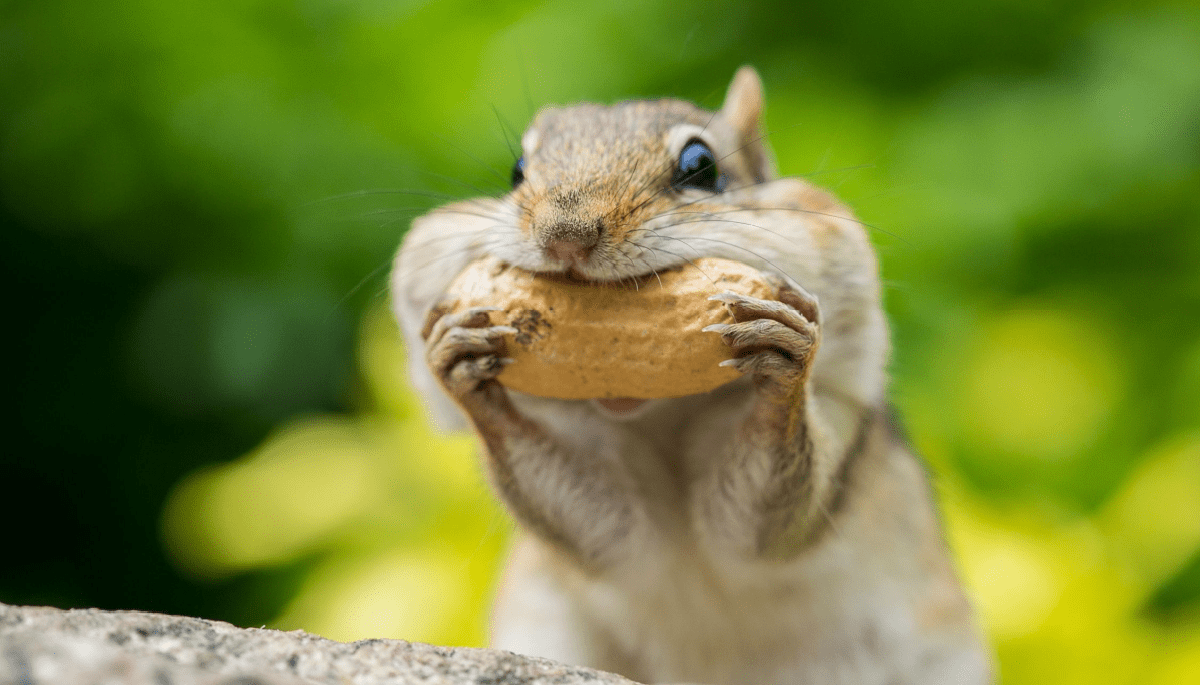 Waarom stijgt Peanut the Squirrel met 1600% in een week?